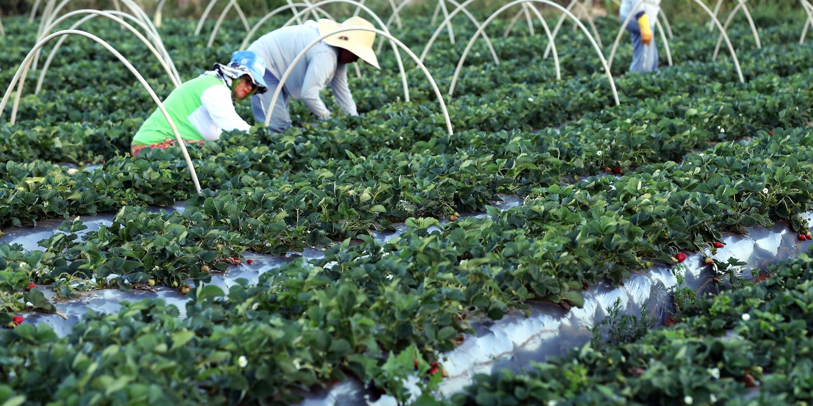 Acre terá apoio federal para reduzir desmatamento e fortalecer agricultura