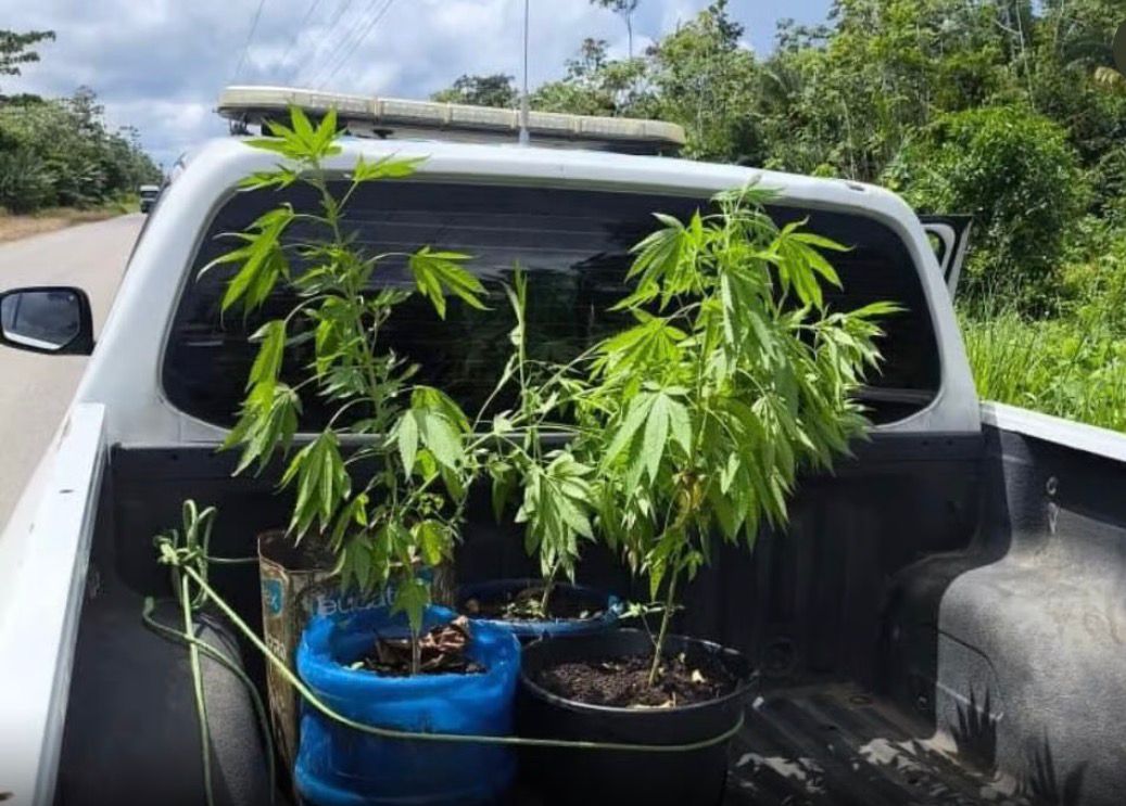 Homem com tornozeleira é preso com pés de maconha em Rodrigues Alves