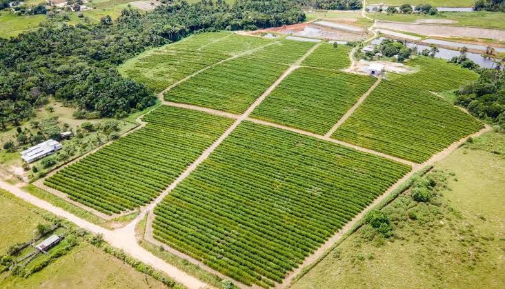 Produção agrícola do Acre cresce em 2026 com destaque para milho, mandioca e café