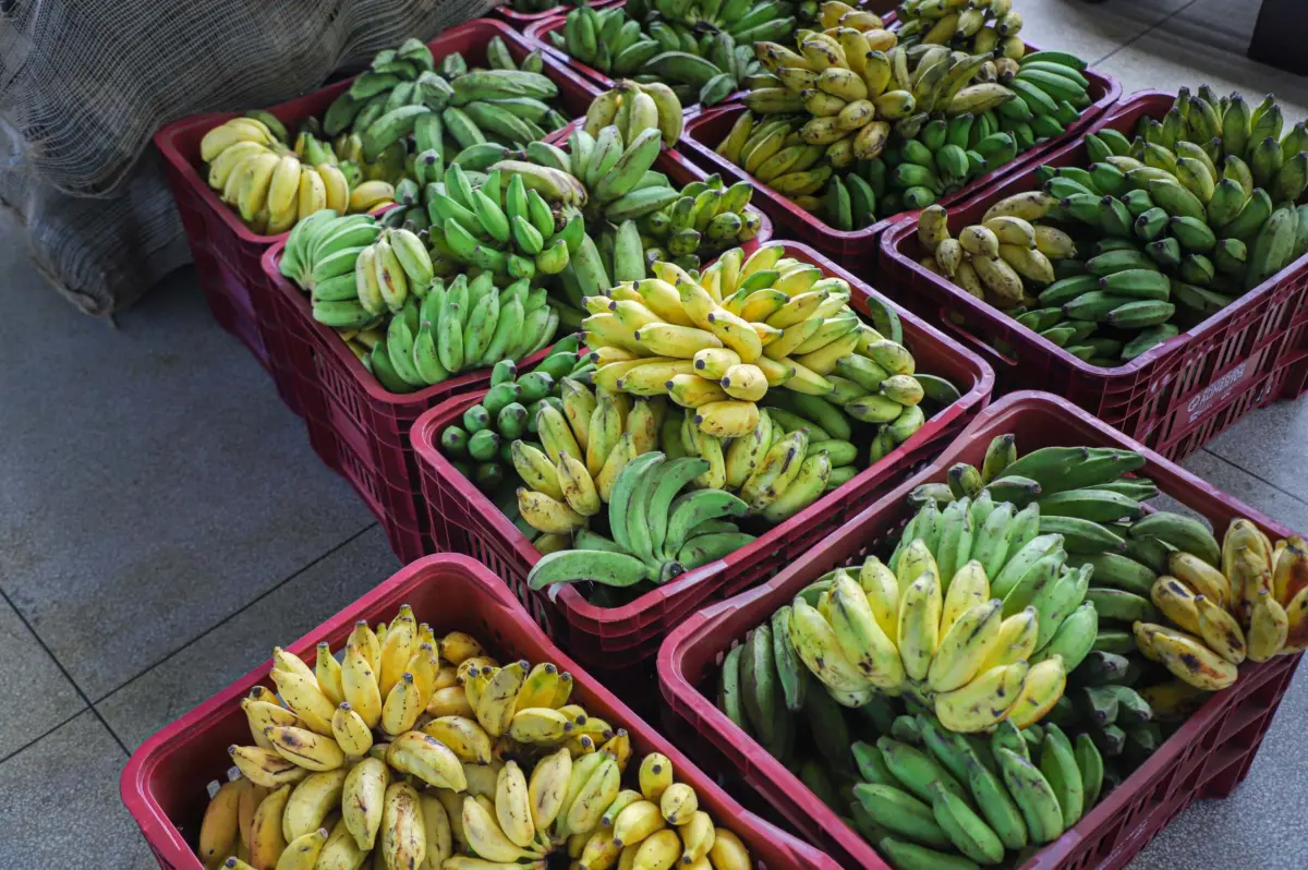 Produção agrícola no Acre apresenta retração em 2026, aponta IBGE